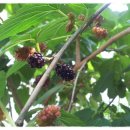 성심예아뜨어린이집 이미지