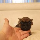 멍품 강아지분양 본점 이미지