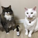 지디에프바이오 | 고양이 유산균 추천 - 가치두리 락토바실러스 카제이 급여 후기