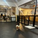 애견# | 관악구 애견카페 추천후기 🐾