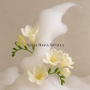프리지아A | 산타마리아노벨라 프리지아, 사랑받는 비누향과 짧은 지속력의 간극