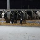 태영목장 이미지