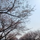 익산의 벚꽃피는 봄소식 이미지