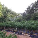 성자골2 이미지