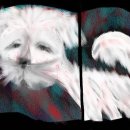 옆집강아지 이미지