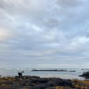 하도별방 | 제주 구좌 독채펜션ㅣ별방 1974ㅣ애견동반 가능ㅣ제주 촌캉스ㅣ엄마랑 멍멍이랑🐶