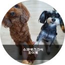 초이펫 이미지