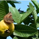 애월농장 이미지