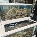 스끼다시천국횟집 | <강릉 맛집탐방-4> 스끼다시 천국 경포대맛집 "경포대 한미횟집" 모듬회 솔직 후기