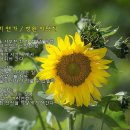 Loss Of love : Theme From Sun Flower (영화 '해바라기' OST) 이미지