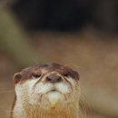 민트바나나