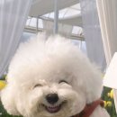 강아지산책 이미지