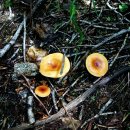 진고개공원 이미지