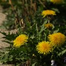 송천주유소 이미지