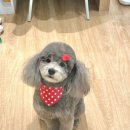 네추럴 그루밍 이미지
