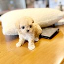 광주강아지분양 고양이분양 24시 데려가개본점 | 광주애견분양 광주강아지분양 고양이분양 24시 데려가개본점 직접 방문이 어려운 분들을 위해 전국 홈...
