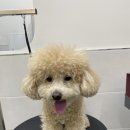 하리애견 이미지