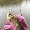 강촌체험장낚시터 이미지