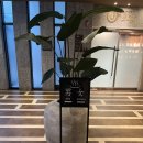 호텔 그라모스 서울강남 | 강남 한복판에서 만난 일본 감성 호텔, 도미인 서울 강남 후기