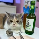 우리고양이 네이버블로그