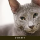 운정W동물병원 | 파주동물병원 운정W동물병원 진료비와 검사 항목 확인 정보
