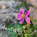 마음이사무치면꽃이핀다