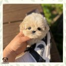 뽀짝뽀짝 | 효돈동말티푸분양 대성공 귀염뽀짝 후기