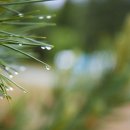 큰소나무농장 이미지