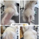 댕댕사우나 이미지