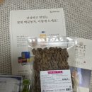 기관지에 좋은 맥문동 꽃차! 효능 &amp; 후기