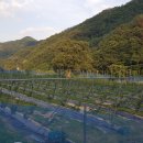 (주)사과의꿈 이미지