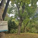 신덕9호 이미지