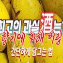 모과청 만들기 수제 모과차 만들기 만드는 법 모과 먹는법 이미지