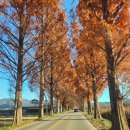 금성파크 | 담양온천리조트 파크골프장 이용 후기 예약 식당 필드퀄리티