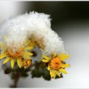 하얀이불 이미지