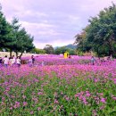 인제가을꽃축제 이미지