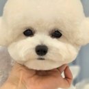 페어리몽드 이미지