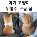 아기고양이 뒤통수 모음 (냥통수) 이미지