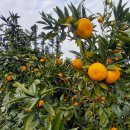 시진농장 이미지