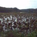 영천참붕어 이미지