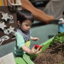 6-1 곤충놀이(텃밭에서 곤충 찾기, 숨어 있는 곤충)/노해놀이터(나뭇잎으로 나비꾸미기)/환경의날(패트병악기, 칫솔버리기) 이미지