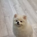 멍블멍블 이미지