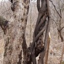 산수화농장 Daum카페