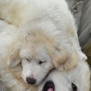 쁘니＆비키 Daum카페