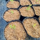 용토목장 이미지