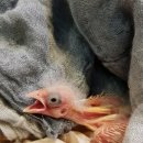 카페페스카 이미지