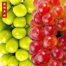 마이하트 | 하찌모찌 레드 샤인머스켓 후기 | 마이하트