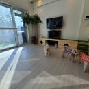 댕이멍이 이미지