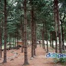 유명산자연휴양림 Daum카페