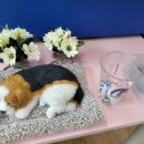 바둑이예쁘개 이미지